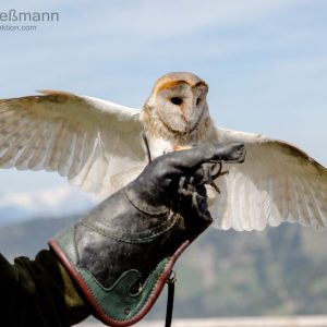 Greifvogel im Flug bei der Greifvogelshow in Rauris