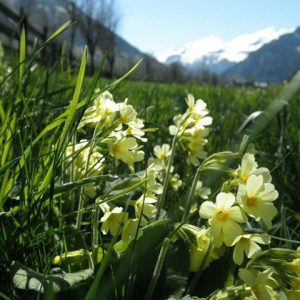 Frühlingsblüten im Raurisertal