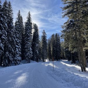 Waldpfad unter Neuschnee in Kolmsaigurn Rauris