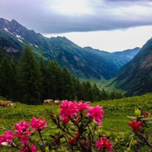 Almrosen vor alpiner Kulisse in Rauris