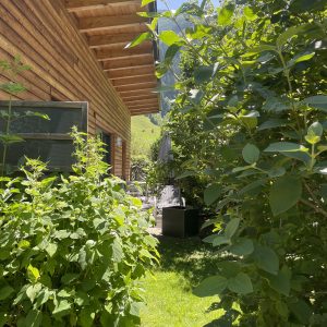 Grüner Garten am Ferienhaus mit Bäumen und Sträuchern